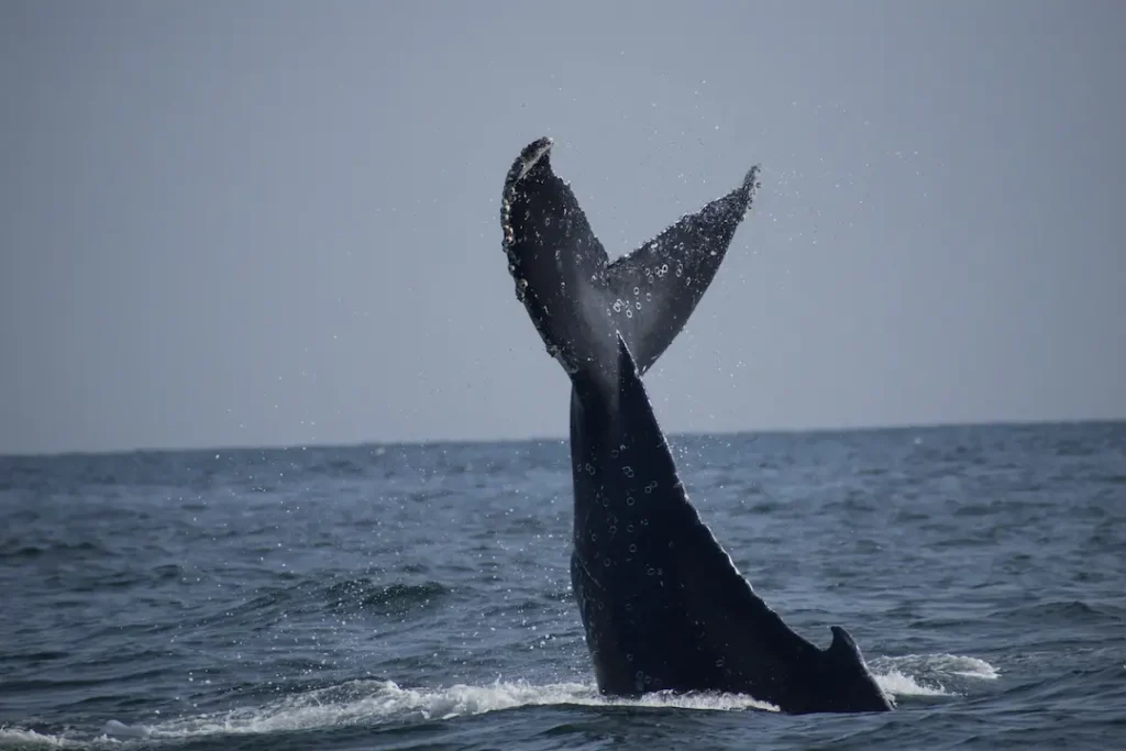 Aletas de ballena jorobada en Manta Ecuador