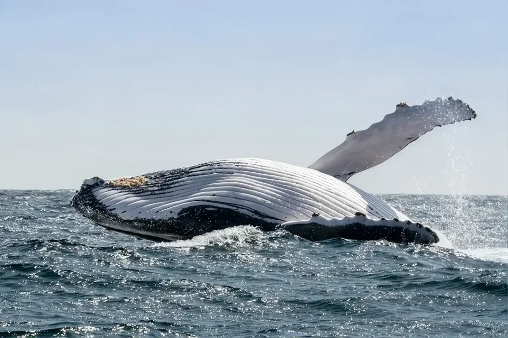 Ballenas jorobadas en Manta Ecuador