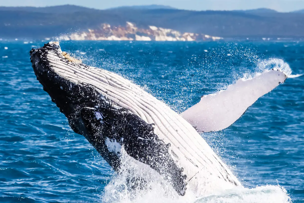 Ballenas jorobadas en Manta Ecuador
